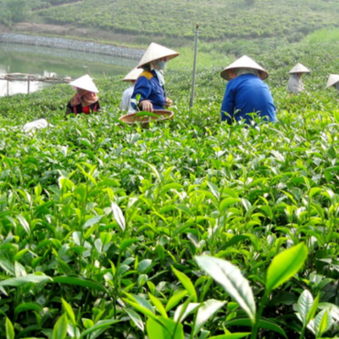 Mở đại lý trà Thái Nguyên ở Gia Lai: tỉnh mà khách còn đang hỏi tên Tổ hái chè đang làm việc trên đồi chè Thái Nguyên