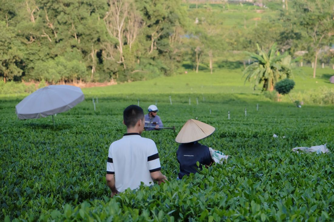 Mở đại lý trà Thái Nguyên ở Cao Bằng: vào trước khi cao tốc xong Tổ hái chè trên nương, nguồn hàng của đại lý trà Thái Nguyên tại Cao Bằng