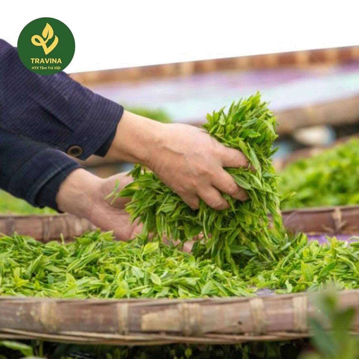 Trải nghiệm vùng chè TRAVINA Búp chè tươi trải trên nong trước khi làm héo tại HTX Tâm Trà Việt