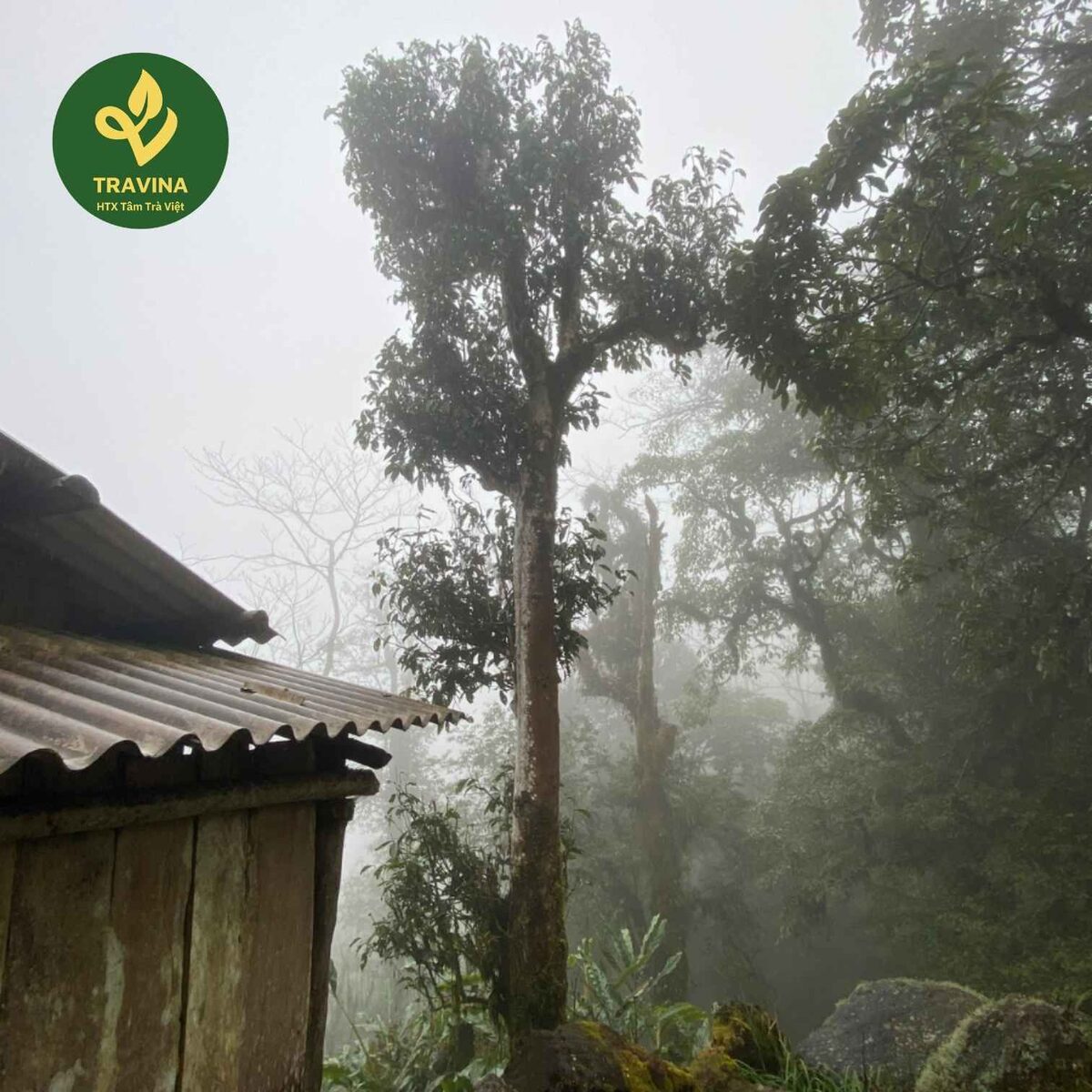 Trải nghiệm vùng chè TRAVINA Cây chè cổ thụ giữa rừng sương mù vùng núi phía Bắc