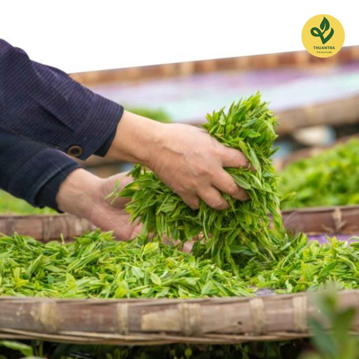 Trải nghiệm vùng chè TRAVINA Kiểm tra chất lượng búp chè tươi ngay khi về xưởng chế biến của HTX Tâm Trà Việt