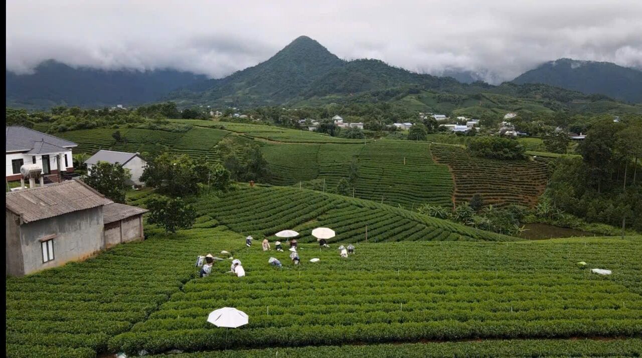 Trải nghiệm vùng chè TRAVINA Vùng chè của HTX Tâm Trà Việt tại Đại Từ, Thái Nguyên nhìn từ trên cao