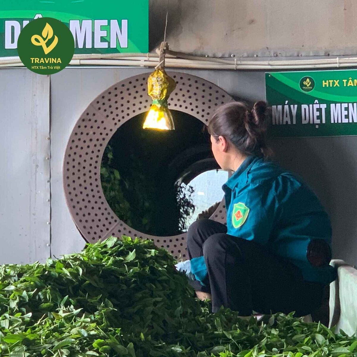 Trải nghiệm vùng chè TRAVINA Thợ chế biến của HTX Tâm Trà Việt đứng bên máy diệt men tại xưởng La Bằng