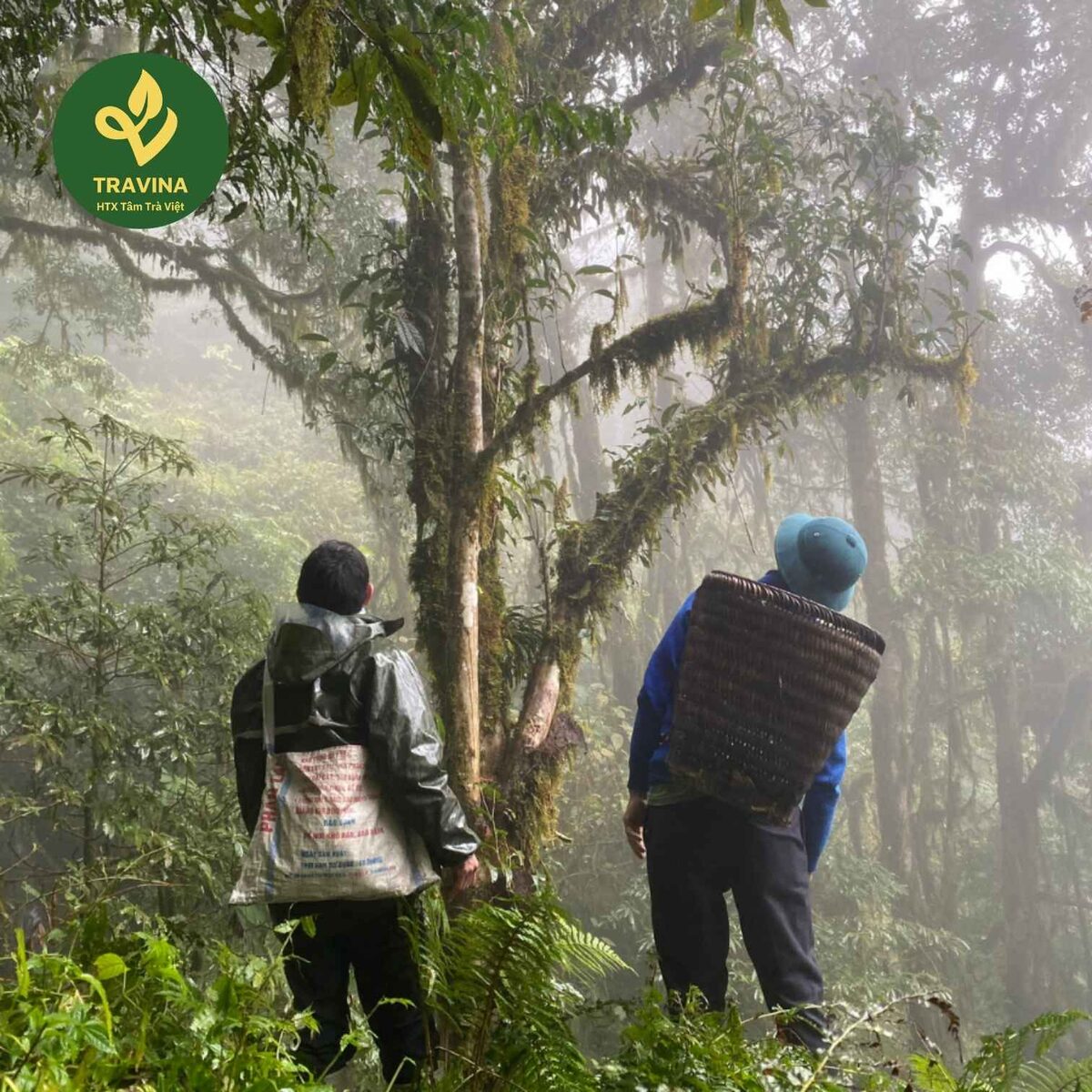 Trải nghiệm vùng chè TRAVINA Người dân địa phương gùi giỏ đi thu hái chè cổ thụ trong rừng sương
