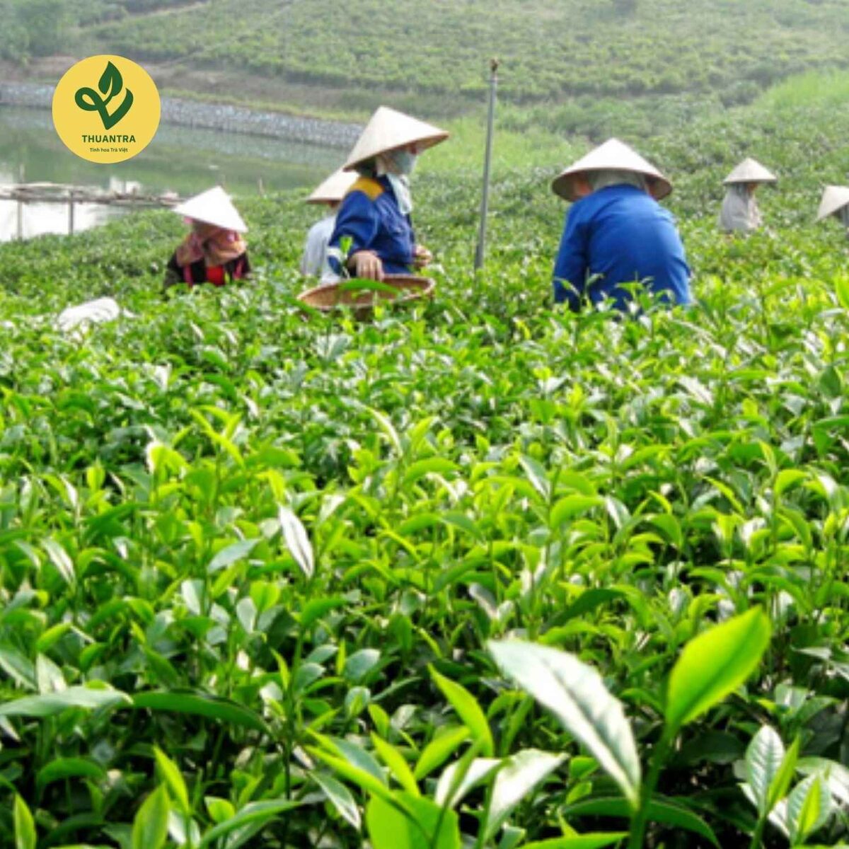 Trải nghiệm vùng chè TRAVINA Vụ hái chè tại vùng nguyên liệu La Bằng của HTX Tâm Trà Việt