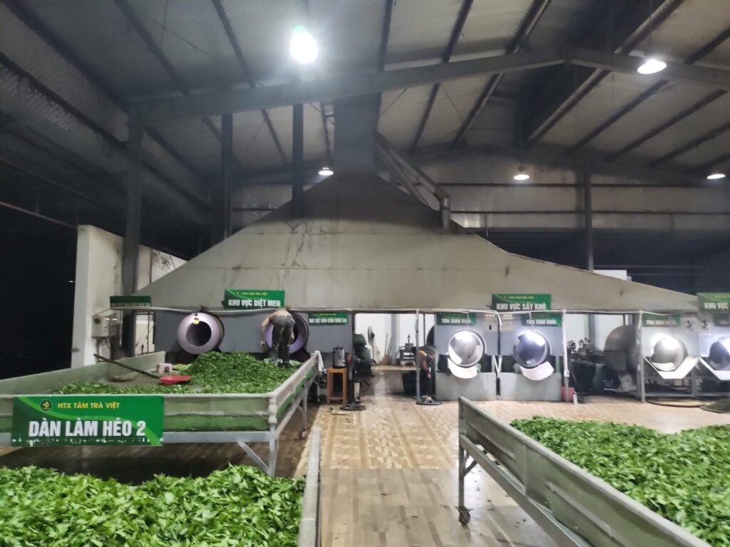 xưởng sao chè của HTX Tâm Trà Việt