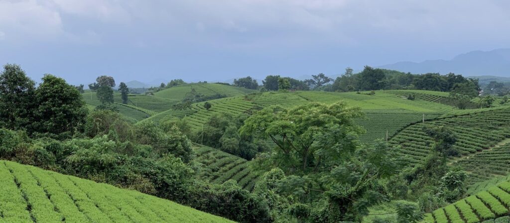 Đồi chè VietGAP 40,5 ha của HTX Tâm Trà Việt tại Đại Từ, Thái Nguyên
