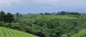Đồi chè VietGAP 40,5 ha của HTX Tâm Trà Việt tại Đại Từ, Thái Nguyên