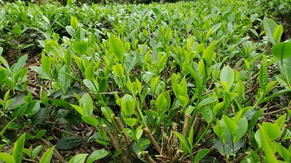 Bình Thuận nhập trà Thái Nguyên: 4 nhóm khách và 3 mức vốn Vườn ươm chè giống, luống cây non – nguồn trà cho các điểm bán ở Bình Thuận