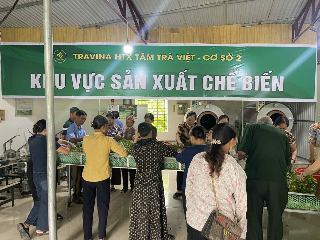 Xã viên HTX Tâm Trà Việt nhặt chè tại cơ sở 2