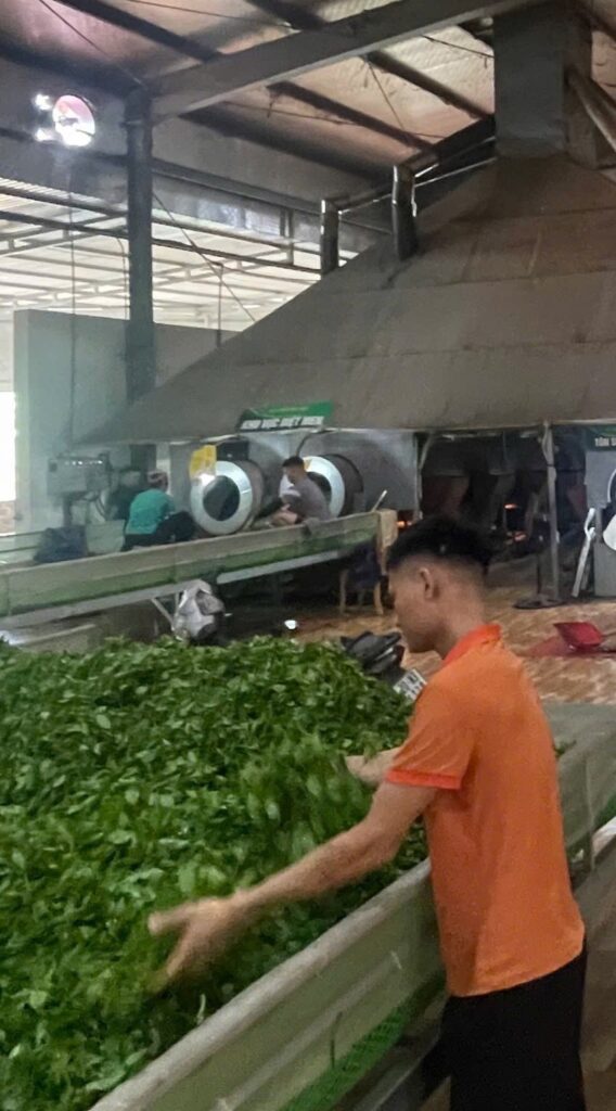 Đội ngũ HTX Tâm Trà Việt – TRAVINA: ai làm ra trà của bạn Sàn héo và khu sao chảo trong xưởng chế biến của HTX Tâm Trà Việt