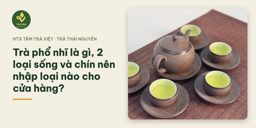Trà phổ nhĩ là gì, 2 loại sống và chín nên nhập loại nào cho cửa hàng? Trà phổ nhĩ là gì, 2 loại sống và chín nên nhập loại nào cho cửa hàng?