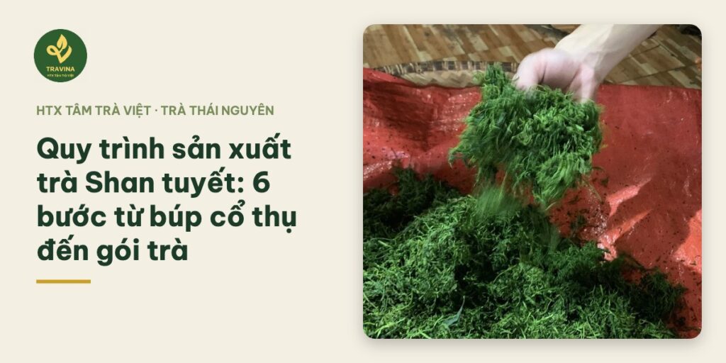 Quy trình sản xuất trà Shan tuyết: 6 bước từ búp cổ thụ đến gói trà