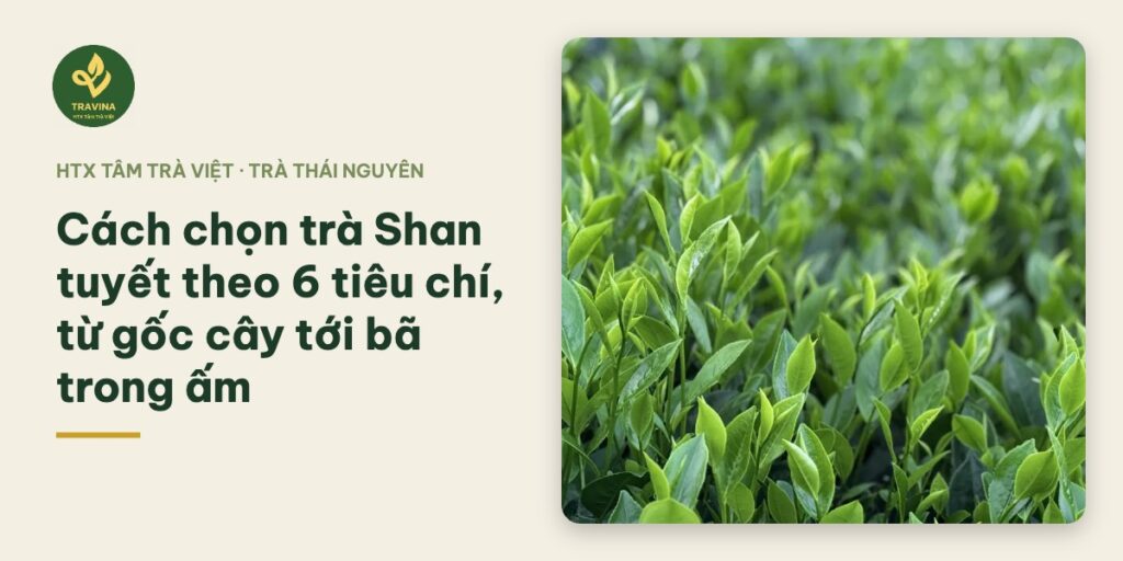 Cách chọn trà Shan tuyết theo 6 tiêu chí, từ gốc cây tới bã trong ấm