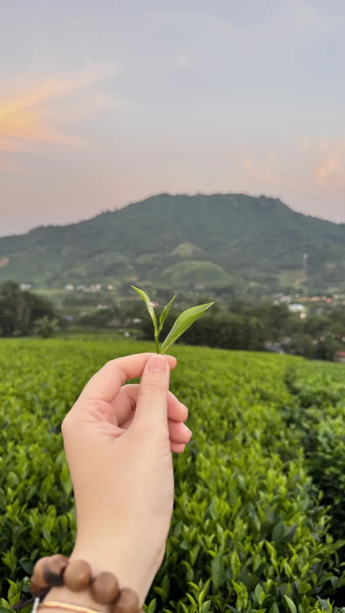 Trà cận hạn và phần vụn tại quầy: bốn cách xử lý cho đúng và đỡ lỗ Bàn tay cầm búp chè vừa hái trước nương chè và núi – TRAVINA HTX Tâm Trà Việt