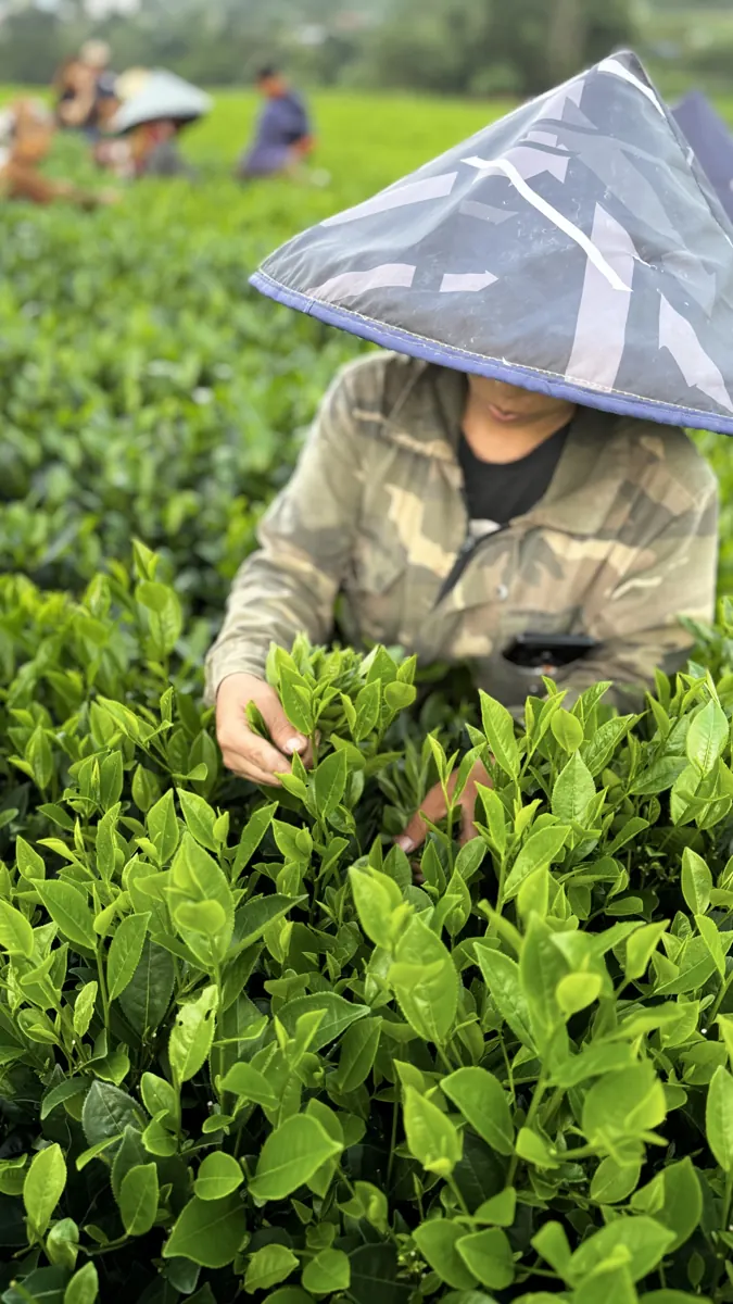 Tay hái búp chè non trên nương – TRAVINA HTX Tâm Trà Việt