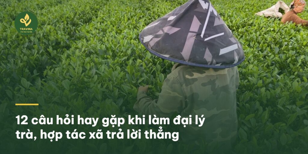 12 câu hỏi hay gặp khi làm đại lý trà, hợp tác xã trả lời thẳng 12 câu hỏi hay gặp khi làm đại lý trà, hợp tác xã trả lời thẳng
