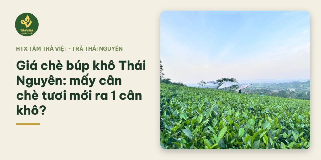 Giá chè búp khô Thái Nguyên: mấy cân chè tươi mới ra 1 cân khô?