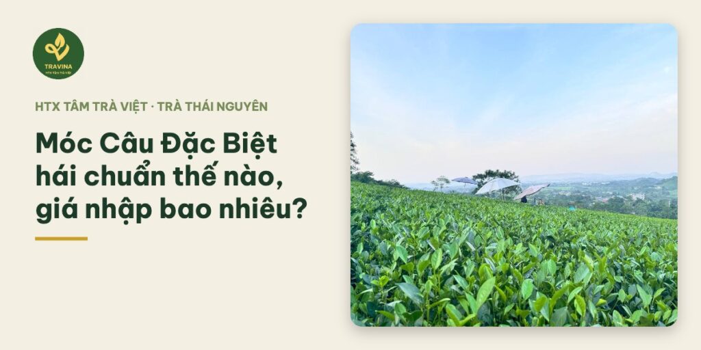 Móc Câu Đặc Biệt hái chuẩn thế nào, giá nhập bao nhiêu? Móc Câu Đặc Biệt hái chuẩn thế nào, giá nhập bao nhiêu?