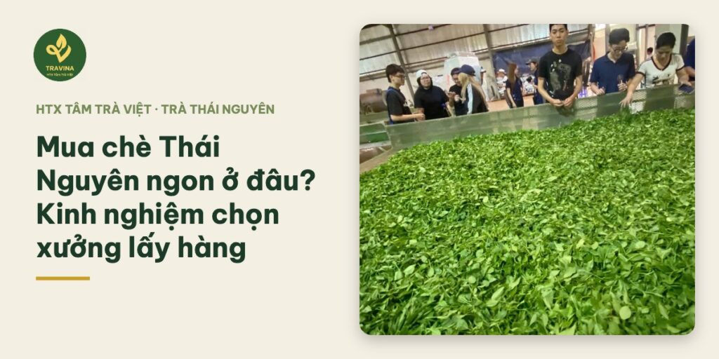 Mua chè Thái Nguyên ngon ở đâu? Kinh nghiệm chọn xưởng lấy hàng Mua chè Thái Nguyên ngon ở đâu? Kinh nghiệm chọn xưởng lấy hàng