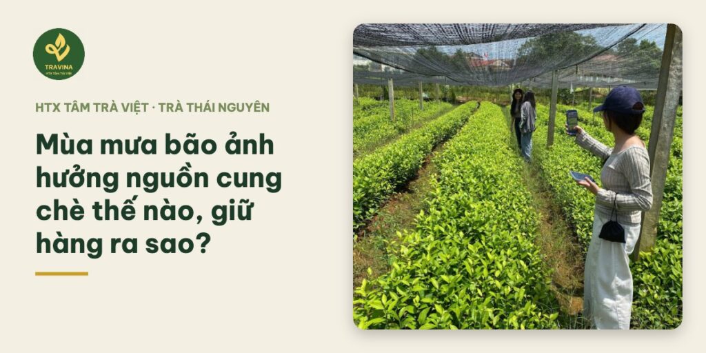 Mùa mưa bão ảnh hưởng nguồn cung chè thế nào, giữ hàng ra sao?