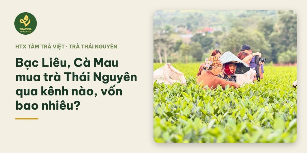 Bạc Liêu, Cà Mau mua trà Thái Nguyên qua kênh nào, vốn bao nhiêu? Bạc Liêu, Cà Mau mua trà Thái Nguyên qua kênh nào, vốn bao nhiêu?
