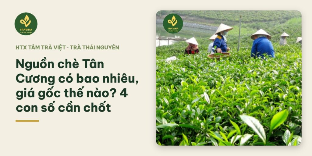 Nguồn chè Tân Cương có bao nhiêu, giá gốc thế nào? 4 con số cần chốt