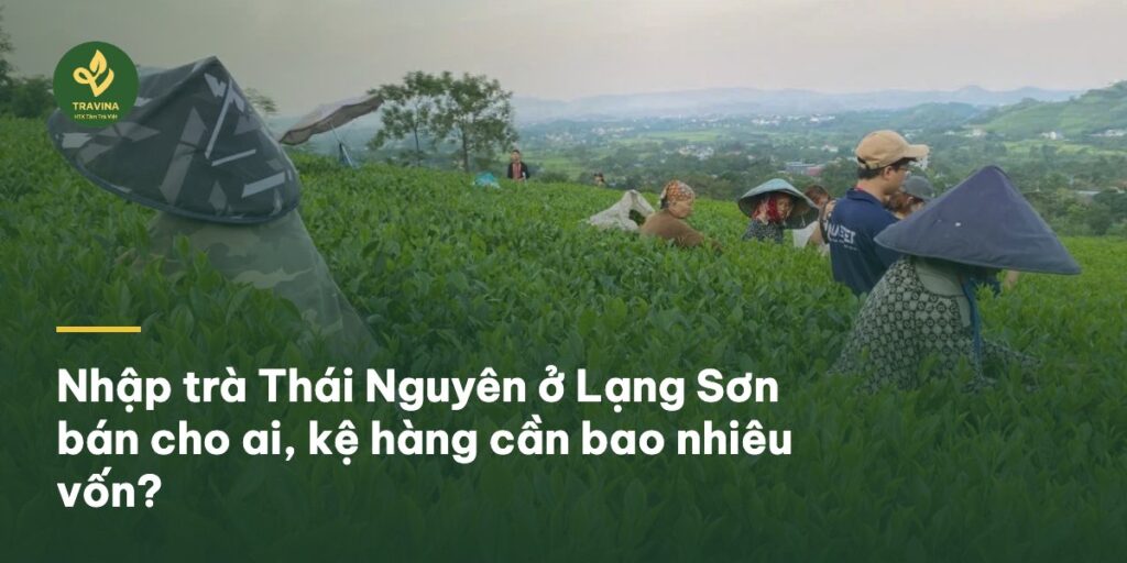 Nhập trà Thái Nguyên ở Lạng Sơn bán cho ai, kệ hàng cần bao nhiêu vốn?