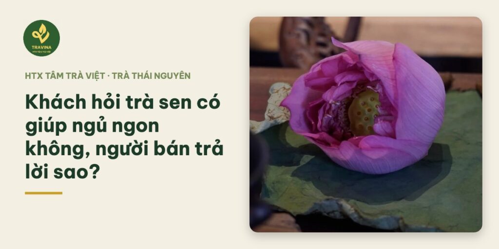 Khách hỏi trà sen có giúp ngủ ngon không, người bán trả lời sao? Khách hỏi trà sen có giúp ngủ ngon không, người bán trả lời sao?
