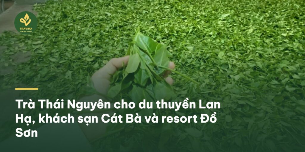 Trà Thái Nguyên cho du thuyền Lan Hạ, khách sạn Cát Bà và resort Đồ Sơn