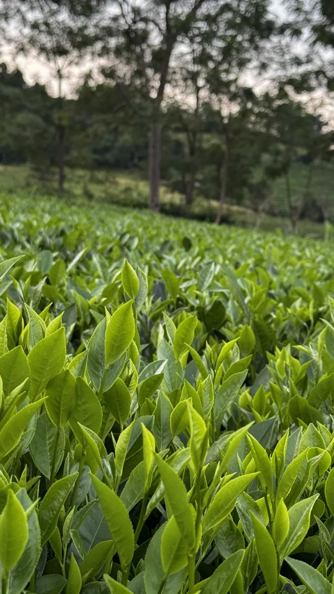 Búp chè non xanh trên nương, phía sau là hàng cây cao – TRAVINA