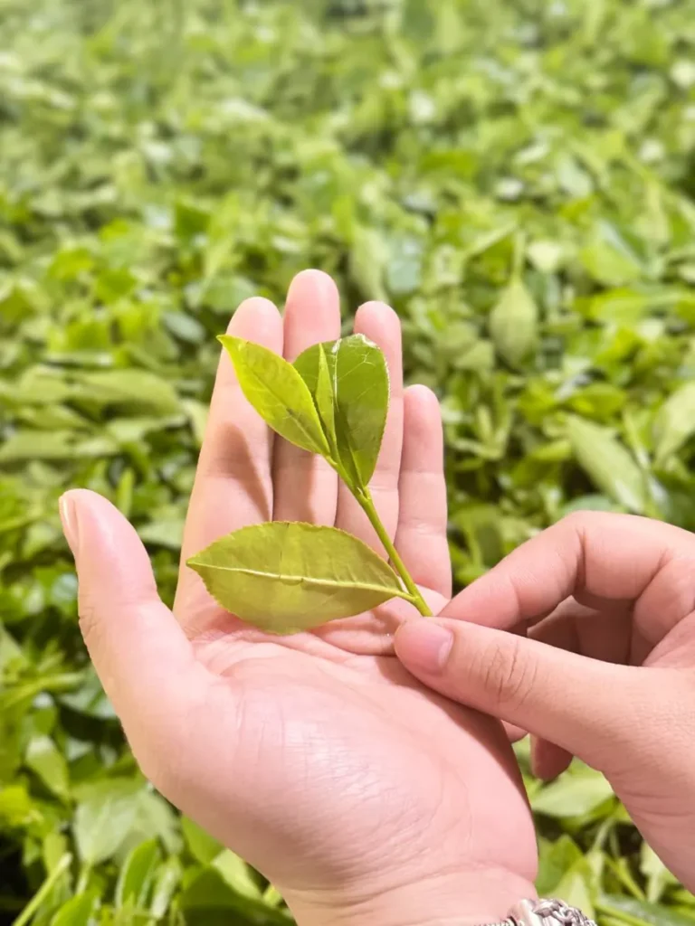 Búp chè Thái Nguyên một tôm một lá non