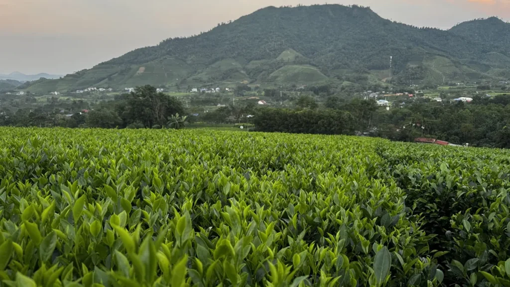 Đồi chè và người hái búp, nhìn cây và vùng trồng là bước đầu trong cách chọn trà Shan tuyết