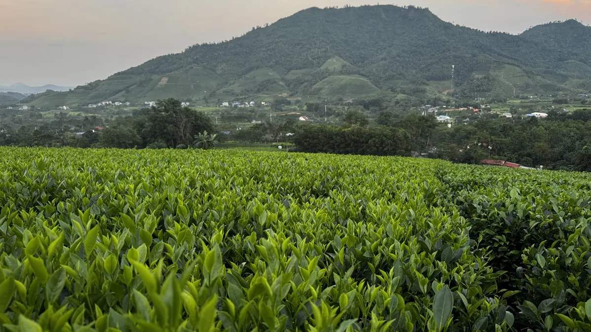 Búp chè xanh phủ kín nương ở tiền cảnh, phía xa là ngọn núi và làng mạc – TRAVINA