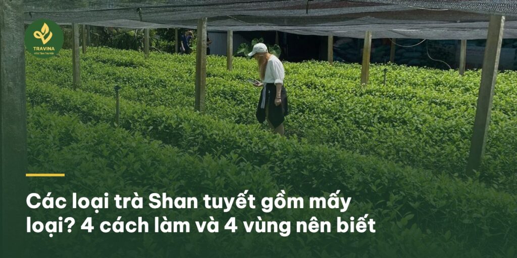 Các loại trà Shan tuyết gồm mấy loại? 4 cách làm và 4 vùng nên biết