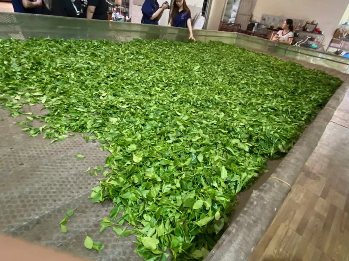 Chè tươi rải mỏng trên máng héo trong xưởng trước khi đưa vào sao