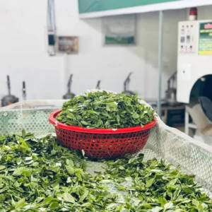 Trà Hoa Nhài (Lài) - HTX Tâm Trà Việt - Trà Thái Nguyên chuẩn VietGap Chè tươi trong rổ tại khu vực sản xuất của HTX Tâm Trà Việt – TRAVINA