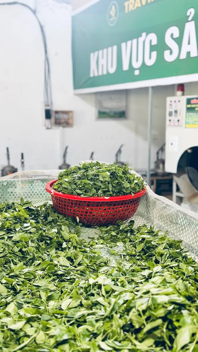 Chè tươi trong rổ tại khu vực sản xuất của HTX Tâm Trà Việt Chè tươi trong rổ tại khu vực sản xuất của HTX Tâm Trà Việt – TRAVINA