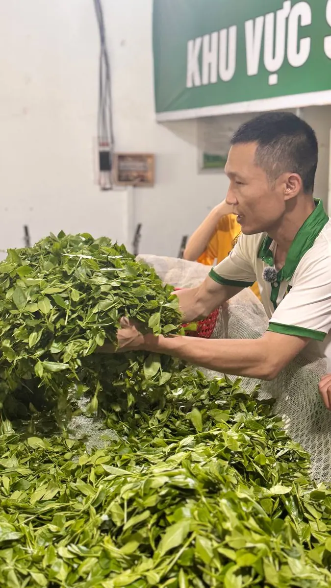 Thợ xưởng ôm chè tươi vừa hái đưa về khu sơ chế, nguyên liệu làm trà Nõn Hảo Hạng