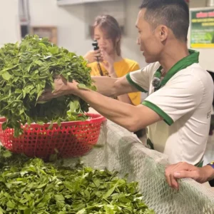 Trà Tấm Nõn - HTX Tâm Trà Việt - Trà Thái Nguyên chuẩn VietGap Đổ chè tươi lên máng héo tại khu vực sản xuất – TRAVINA