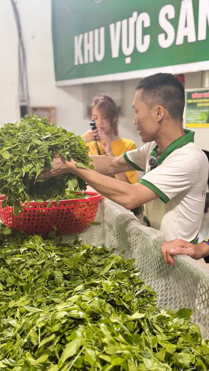 Đổ chè tươi lên máng héo tại khu vực sản xuất Đổ chè tươi lên máng héo tại khu vực sản xuất – TRAVINA