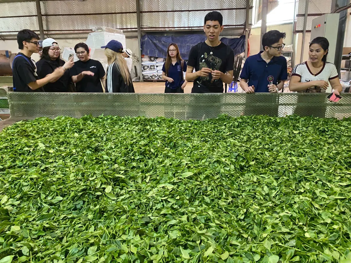 Đoàn khách tham quan khu rải héo chè tươi tại xưởng hợp tác xã