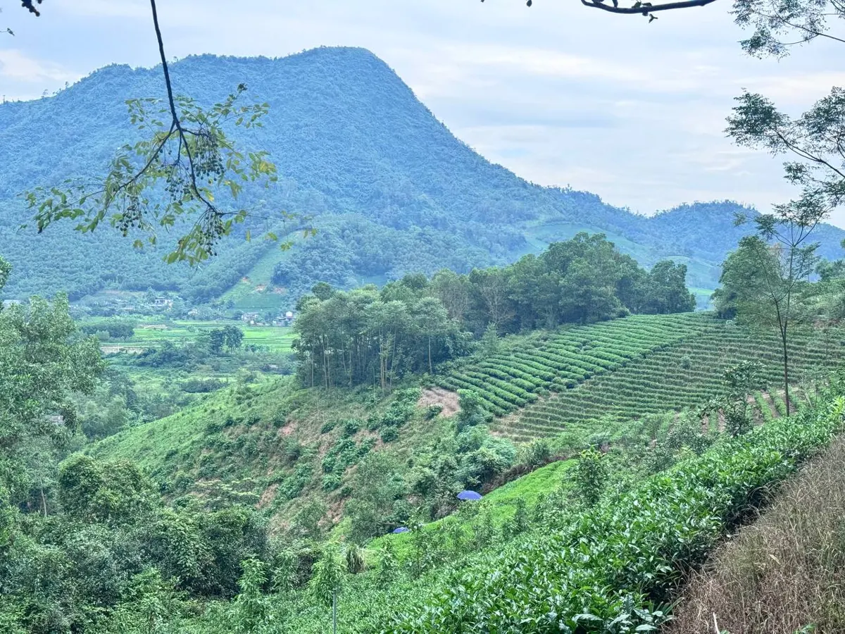 Đồi chè trồng theo bậc thang dưới chân núi vùng Đại Từ, nguồn trà Thái Nguyên nhập bán tạp hoá