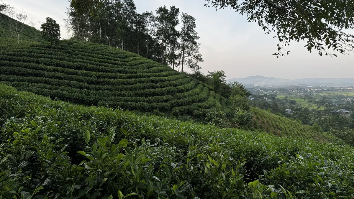 Đồi chè trồng theo đường đồng mức ở vùng nguyên liệu Thái Nguyên