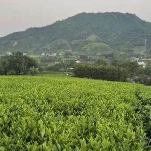 Trà Đinh Tiến Vua - HTX Tâm Trà Việt - Trà Thái Nguyên chuẩn VietGap Đồi chè và dãy núi phía xa ở vùng nguyên liệu Thái Nguyên – TRAVINA