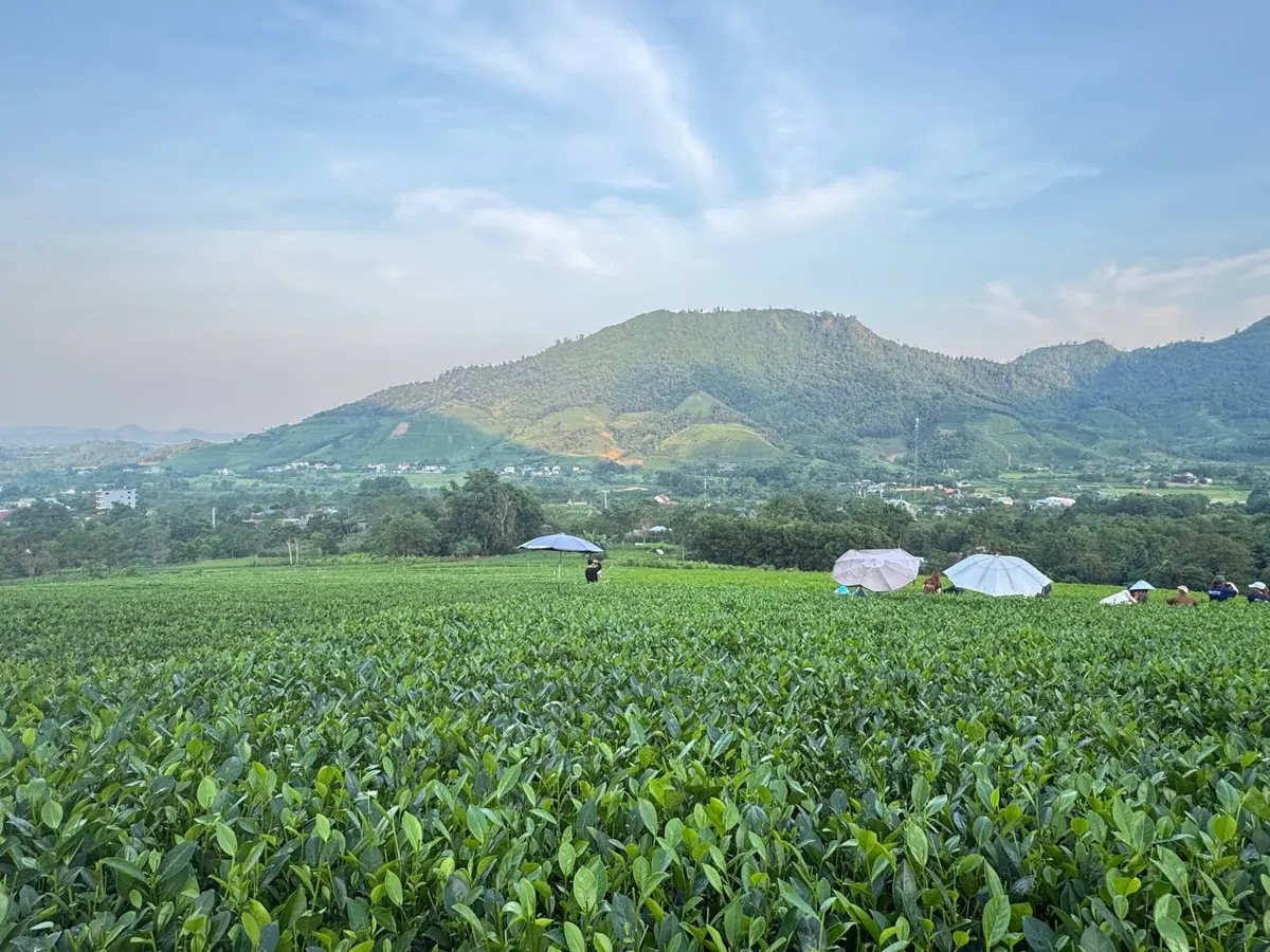 Đồi chè xanh trải rộng dưới chân núi, xa xa người hái chè che ô, vùng nguyên liệu của hợp tác xã – TRAVINA