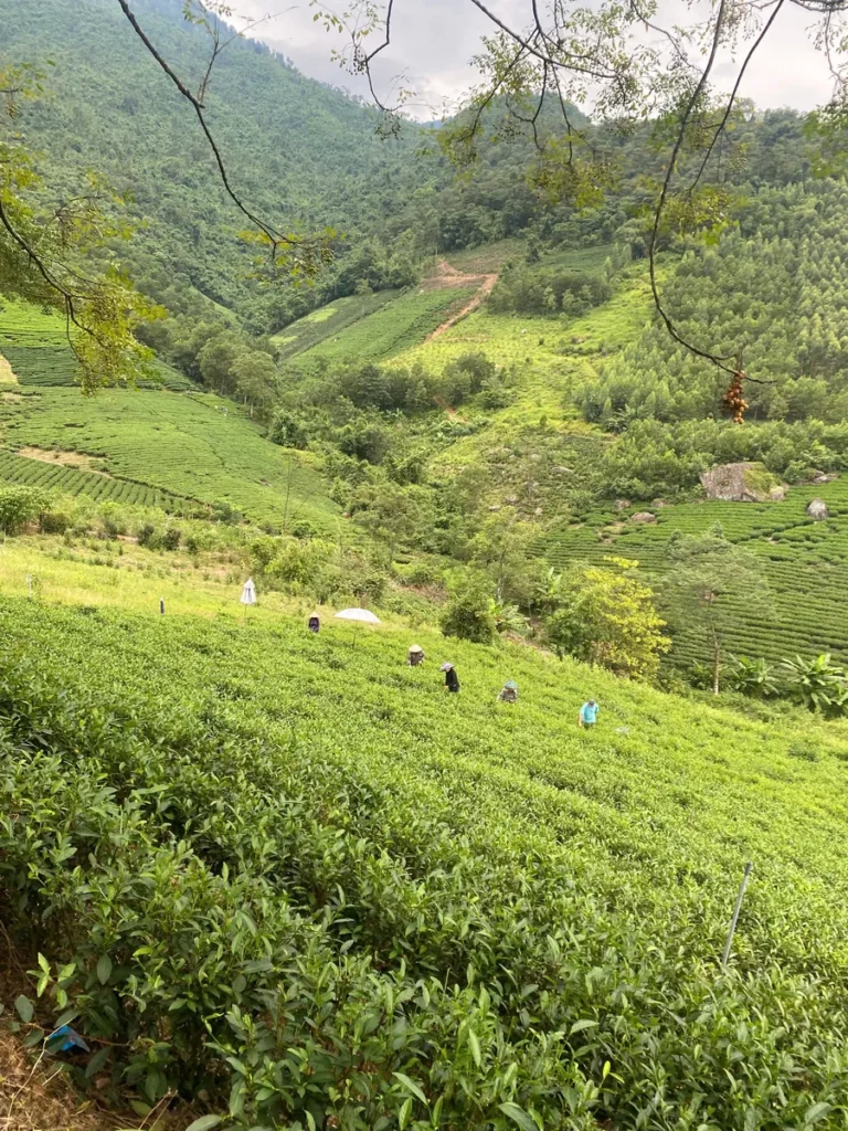 Trà cho căng tin trường học, bệnh viện: nấu bình 10 lít hết bao nhiêu gam? Đồi chè vùng nguyên liệu, nguồn trà cho căng tin trường học và bệnh viện