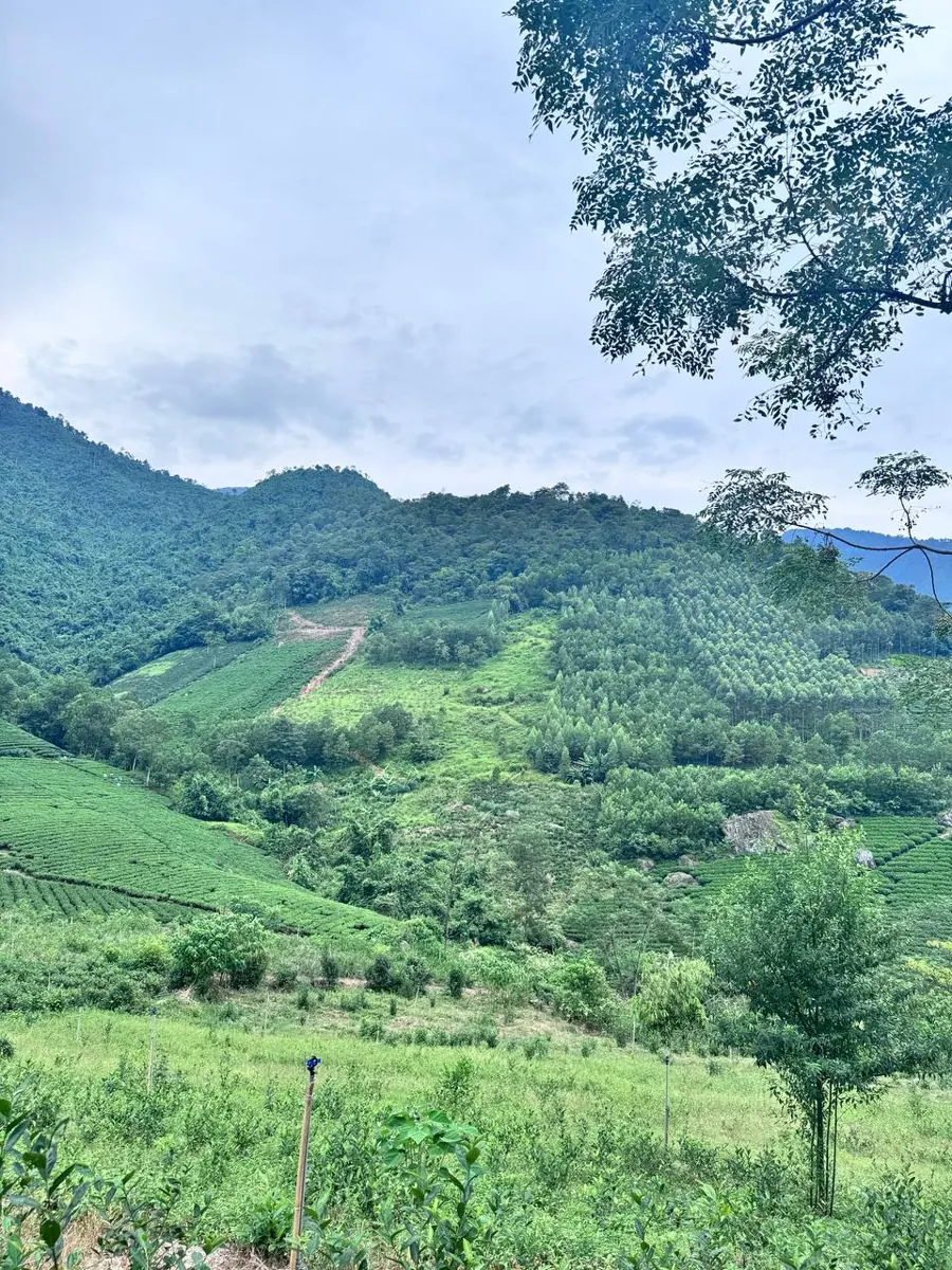 Đồi chè xen rừng trên sườn núi – TRAVINA HTX Tâm Trà Việt