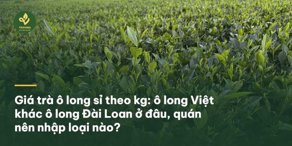 Giá trà ô long sỉ theo kg: ô long Việt khác ô long Đài Loan ở đâu, quán nên nhập loại nào?