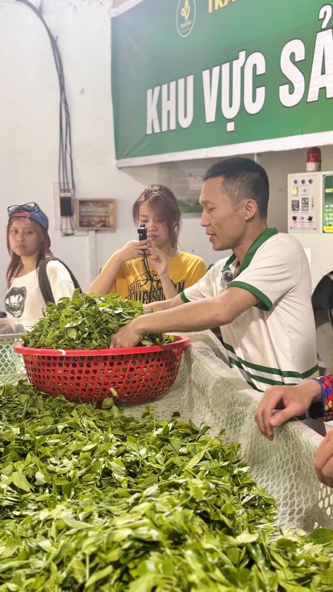 Nghiệm thu lô trà vùng cao: năm dấu hiệu nhận ra hàng đã pha trộn Nhân viên hợp tác xã giới thiệu rổ chè tươi bên máng rải chè, khách đứng xem và quay phim – TRAVINA